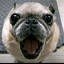 ✆ bertimon PUG♩ ♪ ♫ ♬
