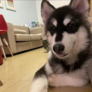 柏拉图式的想念