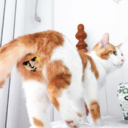 区区一只了不起