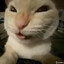 Puto Gato