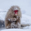 Wild_Monkey44