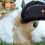 soviet guinea pig