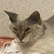 Кот моей мамы