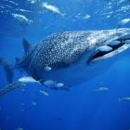 Whalesharker