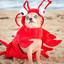 funy lobster doggy