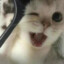 希留耶的猫