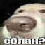 вазелиновый dristun