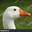 Other Goose