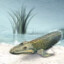 Tiktaalik Roseae