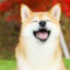 SHiBA