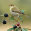 Willow Warbler