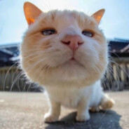 狂扇赵四那半拉好嘴