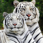 димас пулеметчик