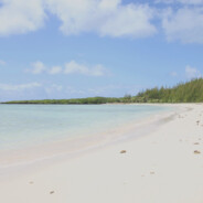 whitepigtrainer白皮训练师