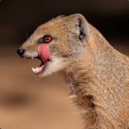 mongoose - steam id 76561197961012913