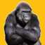 GorillaGamer #CREAMERNATION