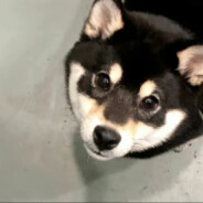 ESKITAZ-𝓓𝓸𝓰