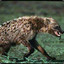 Poom BRAZE[Hyena Elite]