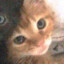 catcat貓貓