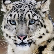 理塘第一の突破手雪豹