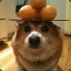 Corgo