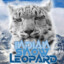 IndianSnowLeopard