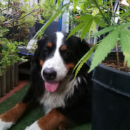 ◬Punky≜Raven◬ - steam id 76561199057487546