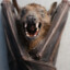 nkdFruitBat