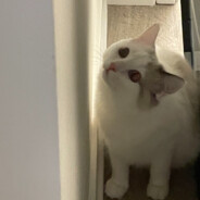 刘石头刘口水刘眼泪