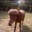 Edgar The horse