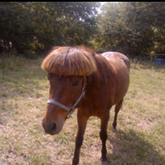 Edgar The horse