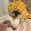Maxwell The Cat