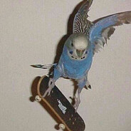 Riot Parrot