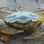 crab pounder 95