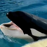 Tilikum