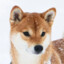 Shiba énervé tah les fou