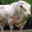 Muscle Cow