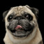 Puglord