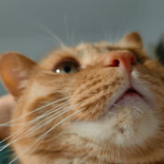 十马三诺不是幻想