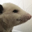 Avatar of Nocks