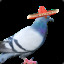 senor pigeon