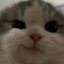 oog