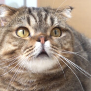 小阳人驾到统统闪开