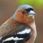 Chaffinch