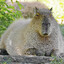 capybara