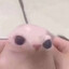 Bingus
