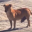꧁☆☬Cachorro☬☆꧂