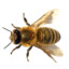 Бджола банихоп