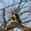 Starved Hawk Looking For Food