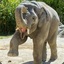 Eloquenter Elephant